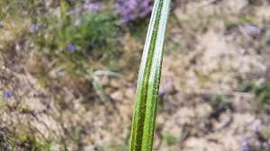 Attēlu rezultāti vaicājumam “Carex hirta female flower”