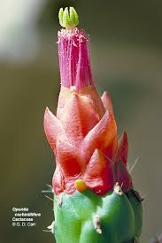 Image result for Cactaceae