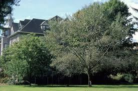 Attēlu rezultāti vaicājumam “Populus x canescens”