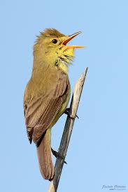 Image result for Hippolais polyglotta