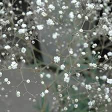 Attēlu rezultāti vaicājumam “Gypsophila paniculata”