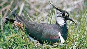 Attēlu rezultāti vaicājumam “Vanellus vanellus”