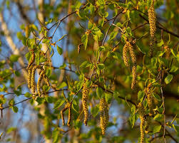 Attēlu rezultāti vaicājumam “Betula pendula flower”