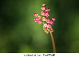 Attēlu rezultāti vaicājumam “Filipendula vulgaris bud”