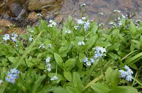 Attēlu rezultāti vaicājumam “Myosotis scorpioides bud”