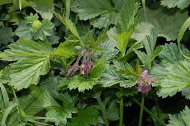 Attēlu rezultāti vaicājumam “Galium rivale”