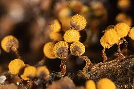 Attēlu rezultāti vaicājumam “Cribraria purpurea macro”