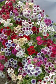 Image result for Phlox drummondii