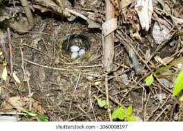 Attēlu rezultāti vaicājumam “Motacilla alba nest”