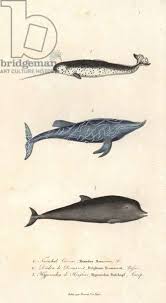 Image result for Hyperoodon ampullatus