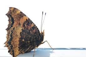 Attēlu rezultāti vaicājumam “Nymphalis xanthomelas underside”