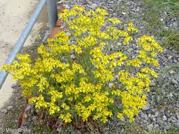Attēlu rezultāti vaicājumam “Senecio vernalis”