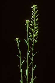Attēlu rezultāti vaicājumam “Lepidium densiflorum flower”