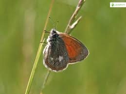 Attēlu rezultāti vaicājumam “Coenonympha glycerion underside”
