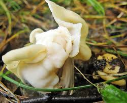 Attēlu rezultāti vaicājumam “Octospora splachnophila spores”