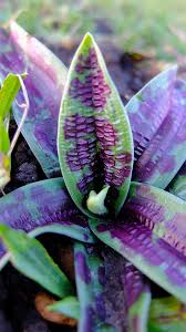 Attēlu rezultāti vaicājumam “Orchis mascula leaf”