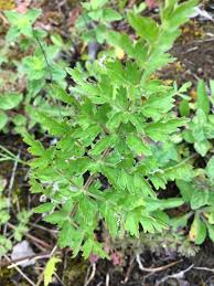 Attēlu rezultāti vaicājumam “Libanotis montana leaf”