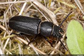 Attēlu rezultāti vaicājumam “Spondylis buprestoides”