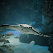 Image result for Rhinoptera bonasus