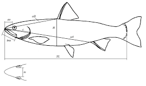 Image result for Clupea pallasii