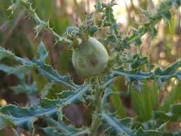 Attēlu rezultāti vaicājumam “Urophora cardui”