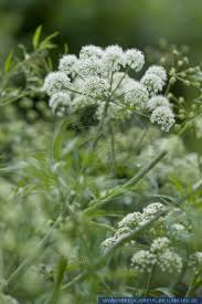 Attēlu rezultāti vaicājumam “Cicuta virosa”