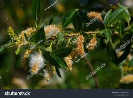 Attēlu rezultāti vaicājumam “Salix pentandra flower”