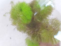 Attēlu rezultāti vaicājumam “Ceratophyllum submersum”