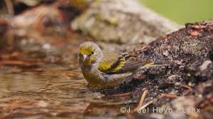 Image result for Carduelis citrinella