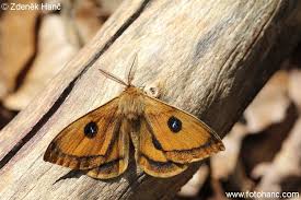 Attēlu rezultāti vaicājumam “Aglia tau”