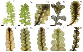 Attēlu rezultāti vaicājumam “Jungermannia hyalina”