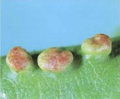 Attēlu rezultāti vaicājumam “Eriophyes laevis”