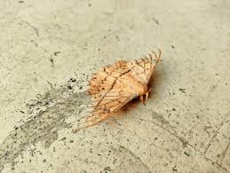 Attēlu rezultāti vaicājumam “Drepanidae”