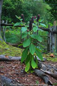 Attēlu rezultāti vaicājumam “Phytolacca acinosa leaf”