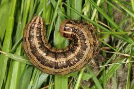 Attēlu rezultāti vaicājumam “Tholera decimalis male”