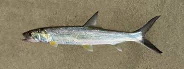 Image result for Elops saurus