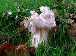 Attēlu rezultāti vaicājumam “Helvella crispa”