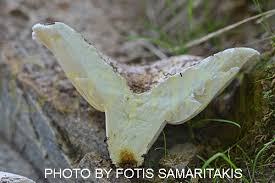 Attēlu rezultāti vaicājumam “Lactarius bertillonii”