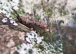 Attēlu rezultāti vaicājumam “Machilidae”