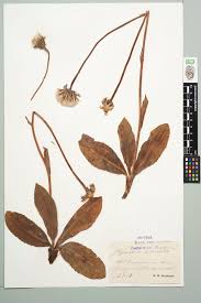 Attēlu rezultāti vaicājumam “Hypochaeris maculata”