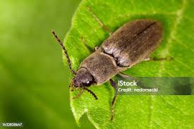 Attēlu rezultāti vaicājumam “Athous sp.”