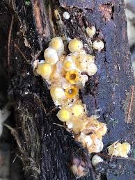 Attēlu rezultāti vaicājumam “Sphaerobolus stellatus”