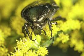 Attēlu rezultāti vaicājumam “Liocola lugubris”