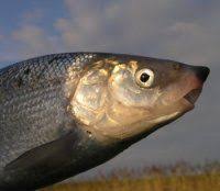 Image result for Coregonus lavaretus oxyrinchus