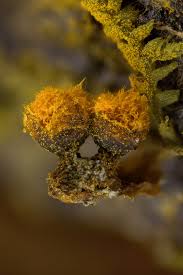 Attēlu rezultāti vaicājumam “Trichia erecta”