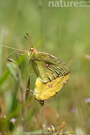 Attēlu rezultāti vaicājumam “Colias croceus”