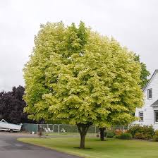 Attēlu rezultāti vaicājumam “Acer saccharinum”