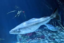 Image result for Pollachius virens