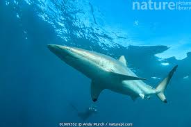 Image result for Carcharhinus brevipinna