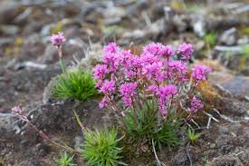 Attēlu rezultāti vaicājumam “Silene viscaria fruit”
